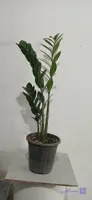 گل آپارتمانی زاموفیلیا سبز سایز۱۷