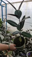 گل آپارتمانی زیبای فیکوس بلک سطل۵