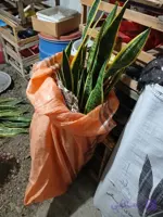 سانس ابلق ریشه لخت بوته ای با۱مترقدوتنه درشت