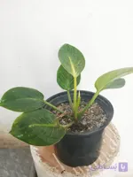 گل آپارتمانی زیبای برکین مناسب مجالس