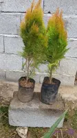 درخت کاج کامیس طلایی قد70سانتی گلدان۵