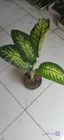 گل زیبای دیفن باخیا
