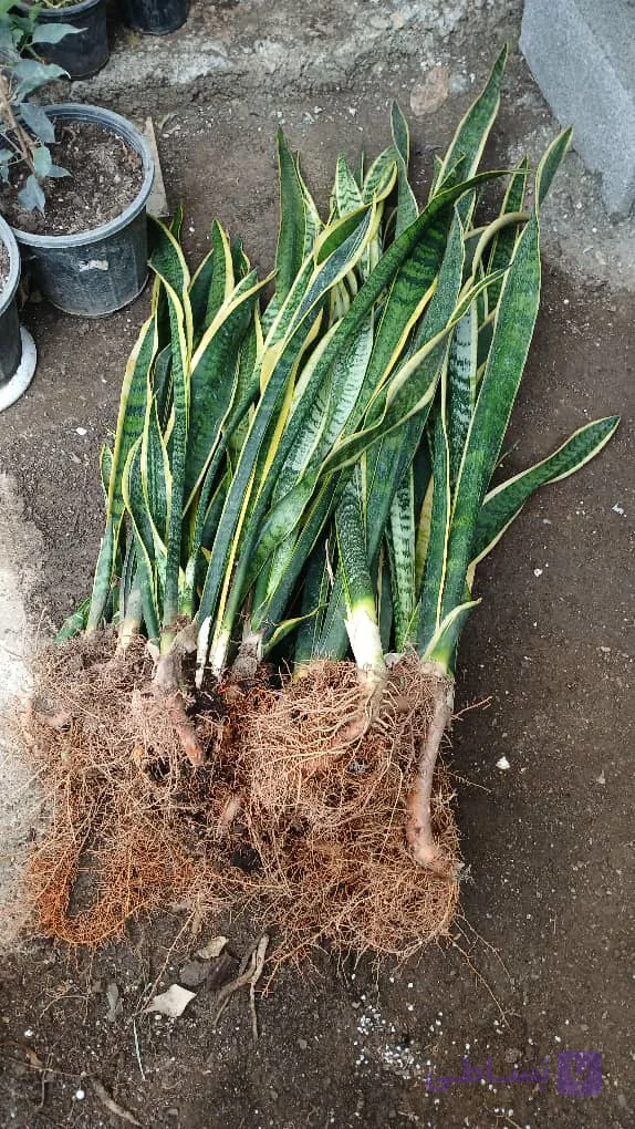 گل سانس ابلق تصفیه کننده هوا ریشه لخت بوته ای قدبالای۷۰سانت