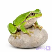 قورباغه درختی سبز مینیاتوری (مخصوص تراریوم و ویواریوم)