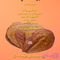 برگ کاتاپا سایز بزرگ