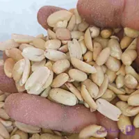 بادام زمینی کره گیری 20 کیلویی | مغان هوم