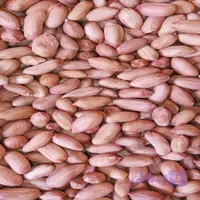 مغز خام بادام زمینی ۲۰ کیلویی | مغان هوم