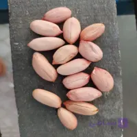 بذر پوست کنده بادام زمینی (قرمز) | مغان هوم