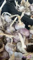 پیش ثبت نام آموزش کشت سیر | مغان هوم