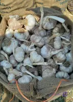 بذر سیر 750 کیلویی(ویژه نیم هکتار) | مغان هوم