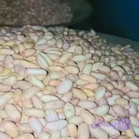 مغز خام بادام زمینی 5 کیلویی | مغان هوم