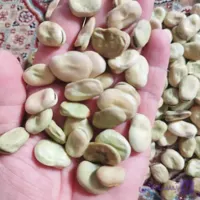 بذر باقلا 25 کیلویی | مغان هوم