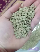 عدس ۵۰ کیلویی مغان | مغان هوم