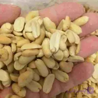 بادام زمینی کره گیری سفید و یکدست 100 کیلویی | مغان هوم