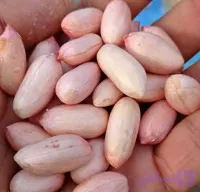 مغز خام بادام زمینی ۳ کیلویی | مغان هوم