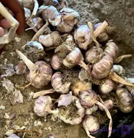 بذر سیر قرمز 25 کیلویی | مغان هوم