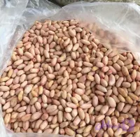 بسته 100 کیلویی بذر بادام زمینی | مغان هوم