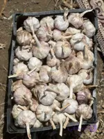 بذر سیر قرمز 30 کیلویی | مغان هوم