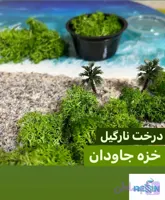 خزه