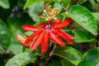 2 عدد  بذر پشن فروت گل قرمز  –  Scarlet Passion Flower
