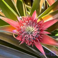 5 عدد بذر آناناس – pineapple