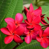 4 عدد بذر گل خوش عطر پلومریا   –  Red Frangipani