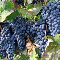 4 عدد بذر انگور سیاه – Black Grape