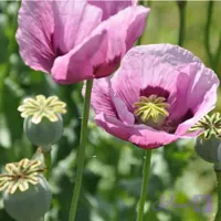 10 گرم بذر خشخاش اصلاح شده – Opium poppy