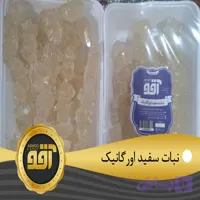 نبات سفید