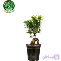 بونسای سایز19 (بدون گلدان)