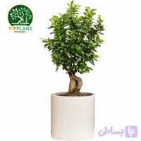 بونسای سایز24 (با گلدان سرامیکی)