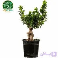 بونسای سایز24 (گلدان پلاستیکی)