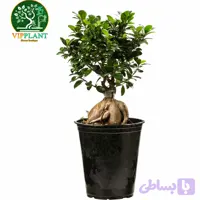 بونسای سایز26 (بدون گلدان)