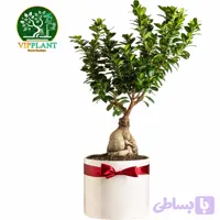 بونسای سایز26 (با گلدان سرامیکی)