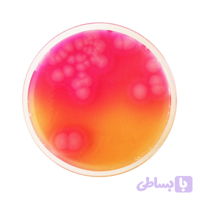bacillus cereus agar base (محیط کشت باسیلوس سرئوس)