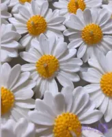 شمع بابونه ( 30عددی )