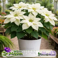 بنت قنسول سفید Poinsettia