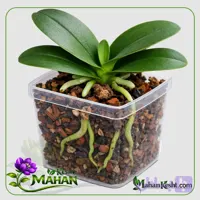 نشا ارکیده سفید خالدار