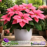 بنت قنسول صورتی Poinsettia