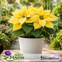 بنت قنسول زرد Poinsettia