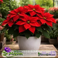 بنت قنسول قرمز Poinsettia