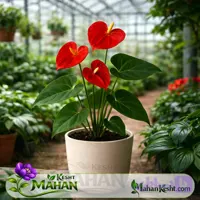 گل آنتوریوم قرمز Anthurium