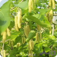 نهال شاتوت موزی پیوندی 3 ساله گلدانی