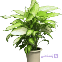 دیفن باخیا ارتفاع95