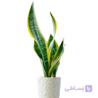 سانسوریا ابلق با گلدان