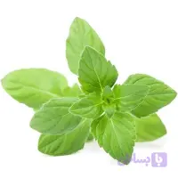 بذر پونه