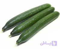 بذر خیار زمینی هیبرید آفیسر F1 شرکت کلوز فرانسه