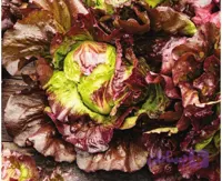 بذر کاهو قرمز رز سالادی Red salad bowl