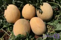 بذر ملون آناناسی ویکیمیا دانمارک