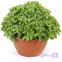 بذر ریحان یونانی( بوته ای)